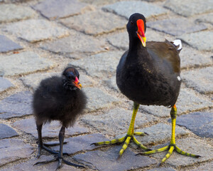 Water birds in the city, moorhen with nestlinh on pavement