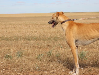 Obraz na płótnie Canvas beautiful fast spanish greyhound dog energy hunting race