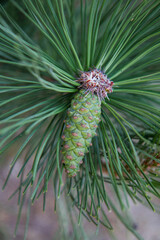 Pine cone on branches in close up