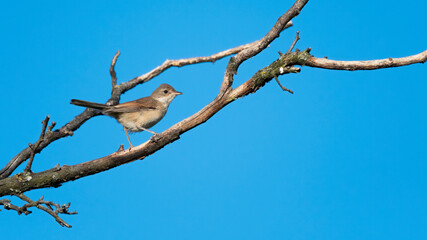 bird, natur, wild lebende tiere, tier, spatz, ast, baum, wild, schnabel,