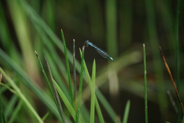 Libelle, Drachenfliege, oder ähnliches kleines, blaues Insekt auf einem Blatt sitzend, Gemeine...