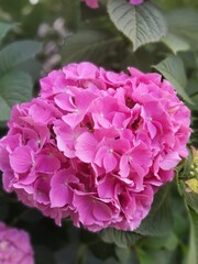 a big bush of pink blooming hydrangea endless summer with huge airy inflorescences . floral wallpaper	