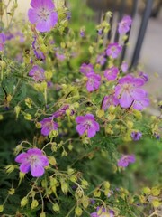 Fototapeta premium a blurred floral background of Geranium pratense or Meadow Crane with delicate purple flowers. Floral Wallpaper