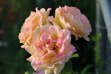 Large yellowish-pink rose flowers blossoming in late spring