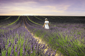 Girl in lavender in south of France - 443299578