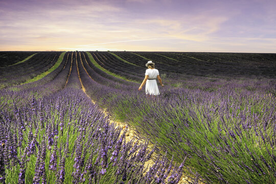 Girl in lavender in south of France
