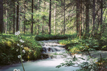 Rio en bosque. Larga exposición de un rio en el bosque. Dolomitas. 