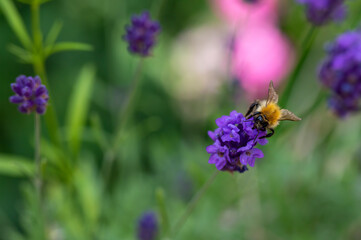 Bumblebee (Bombus) on lavender (Lavandula angustifolia) at a wild herb meadow.