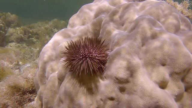 Sea urchin crawling on coral. Burrowing Urchin or Rock-Boring Urchin (Echinometra mathaei)
