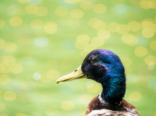 Detail portrait of a Mallard duck and bokeh lights as a background.