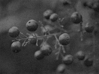 Stipple Technique Berries