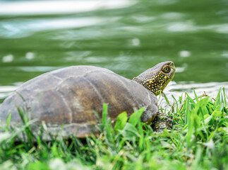 The European pond turtle (Emys orbicularis)through green grass, in a park. Turtle getting off the water.