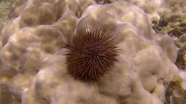 Sea urchin crawling on coral. Burrowing Urchin or Rock-Boring Urchin (Echinometra mathaei)
