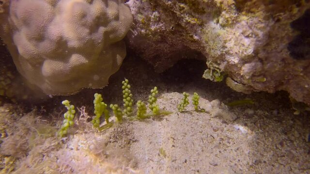 Sea grapes of Sea Grape (Caulerpa racemosa). Close-up, underwater shot
