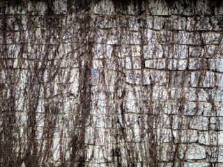 Obraz premium texture