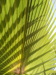 Fototapeta premium Selective focus texture of green palm leaf. Palm tree leaf surface. Natural background with copy space.