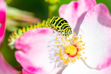 Naklejka premium Caterpillar of an old world swallowtail, Papilio machaon on a pink rose 