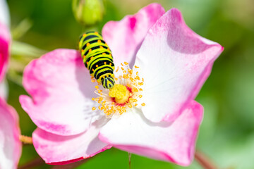 Caterpillar of an old world swallowtail, Papilio machaon on a pink rose 
