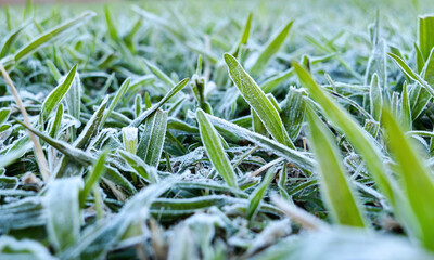 Frost over close-up grass in a freezing morning, and a soft blur on the back leaves.