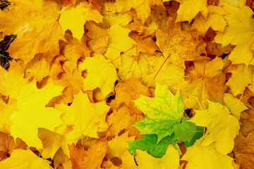 Naklejka na ściany i meble Colorful and bright background made of fallen autumn leaves. Red, green and yellow decorative maple leafs fall background.