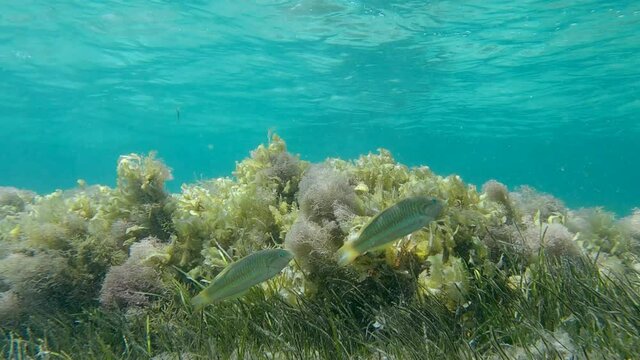 Shallow water covered with algae, blue water surface in the background. Brown algae (Sargassum sp.), Eelgrass (Zostera) and Red algae (Liagora viscida)