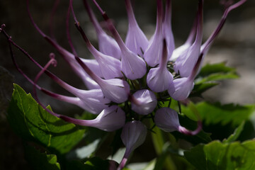 un bel fiore di montagna di colore viola e un forma allungata, un bel raponzolo di roccia in...