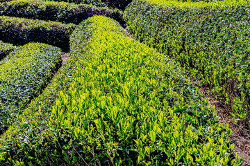おそ霜の天空の茶畑
新芽の成長の差