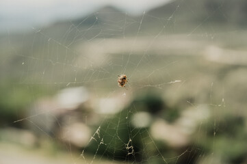 Araña en su telaraña en el desierto de cHihuahua