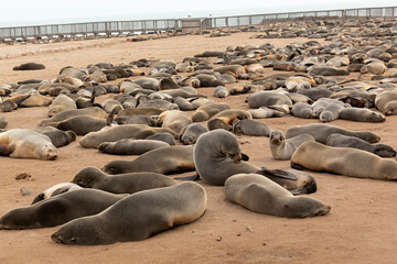 Manada de focas en Cappe Cross en Namibia.