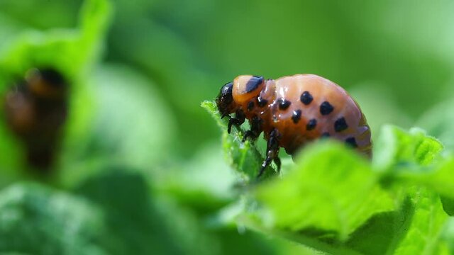Colorado beetle larvae eats potato leaves