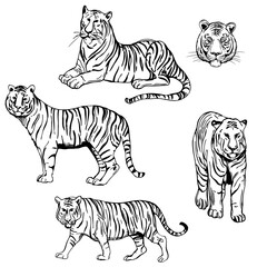 Tiger set. Vector  illustration.