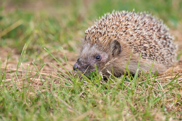 hedgehog on the grass.