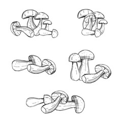 Porcini mushrooms.  Sketch  illustration.