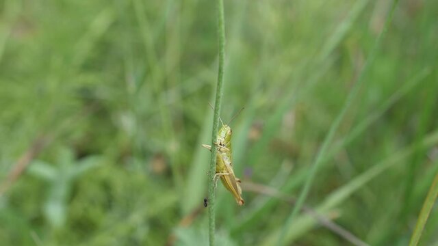 Closeup of the common green grasshopper on a grass stem and an ant