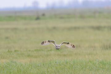 Short eared owl flying low over grass fields hunting for prey at dusk in France