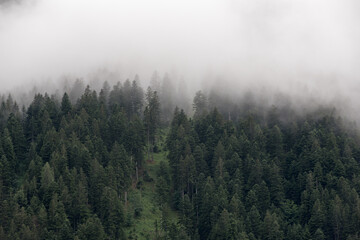 delle nuvole basse sul bosco dopo un forte temporale in montagna