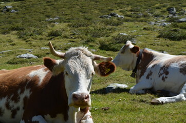 Fototapeta na wymiar Kühe in der Ramsau