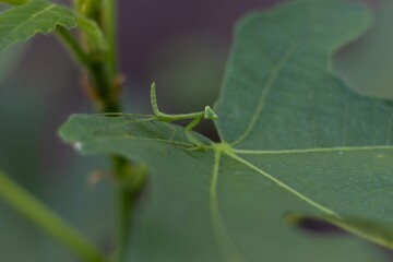 
Young praying mantis looks directly into the camera lens