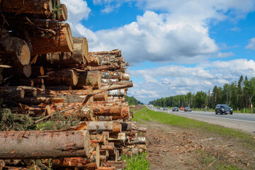 Moscow region. Russia. July 4, 2021. The sawn trunks of pine and birch lie in a large heap by the forest on the side of a suburban motorway. Summer sunny day. Cars are driving along the road