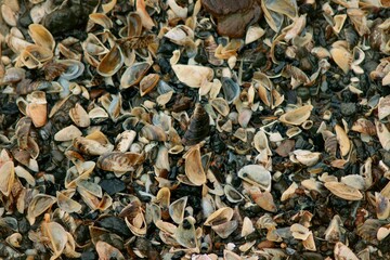 the bottom is covered with shells that are washed ashore - Stepnica, Poland