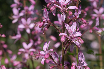 flowering bush of burning kupena, medicinal plant, purple inflorescences on the stem