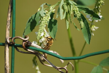 Fototapeta Pszczoła ,owad zapylający ,pszczoła na kwiecie obraz