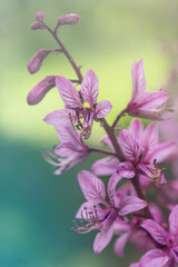 Naklejka na ściany i meble flowering bush of burning kupena, medicinal plant, purple inflorescences on the stem