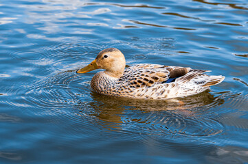 Leucistic female mallard duck with partial loss of pigmentation