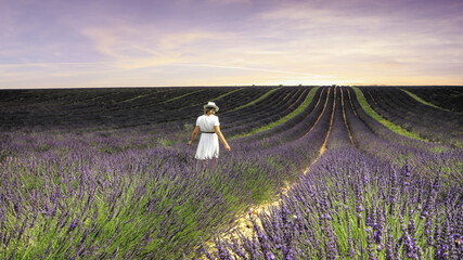 Girl in lavender in south of France - 443303578