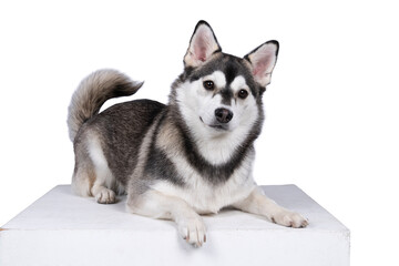 Cute mixed breed pomsky dog lying on a white background