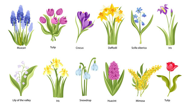 Set of Spring Flowers, Garden or Forest Blossoms Muscari, Tulip, Crocus and Lily of the Valley with Iris and Snowdrop