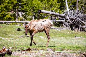 Naklejka na ściany i meble Young male elk (Cervus elaphus) in Yellowstone National Park, Wyoming during springtime shedding