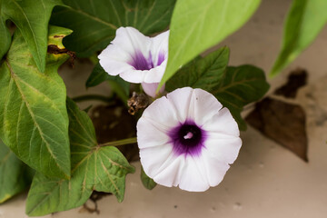 The flowers and leaves of an Okinawan sweet potato plant also know as ube with a scientific name of Ipomoea batatas grown on Oahu, Hawaii. Leaves can be eaten in salad and the yam in many dishes.