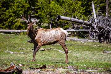 Naklejka premium Young male elk (Cervus elaphus) in Yellowstone National Park, Wyoming during springtime shedding